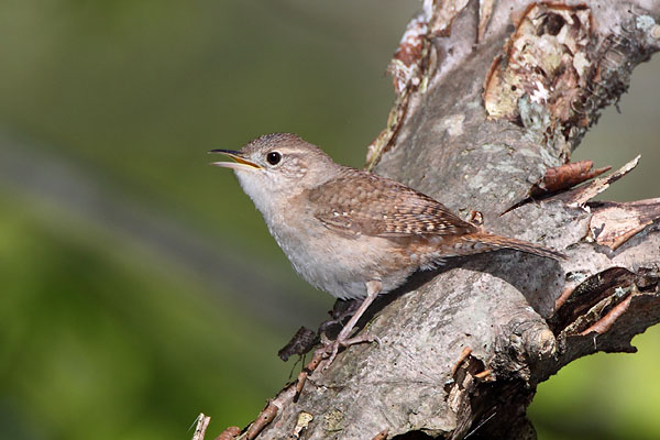 House Wren © Russ Chantler